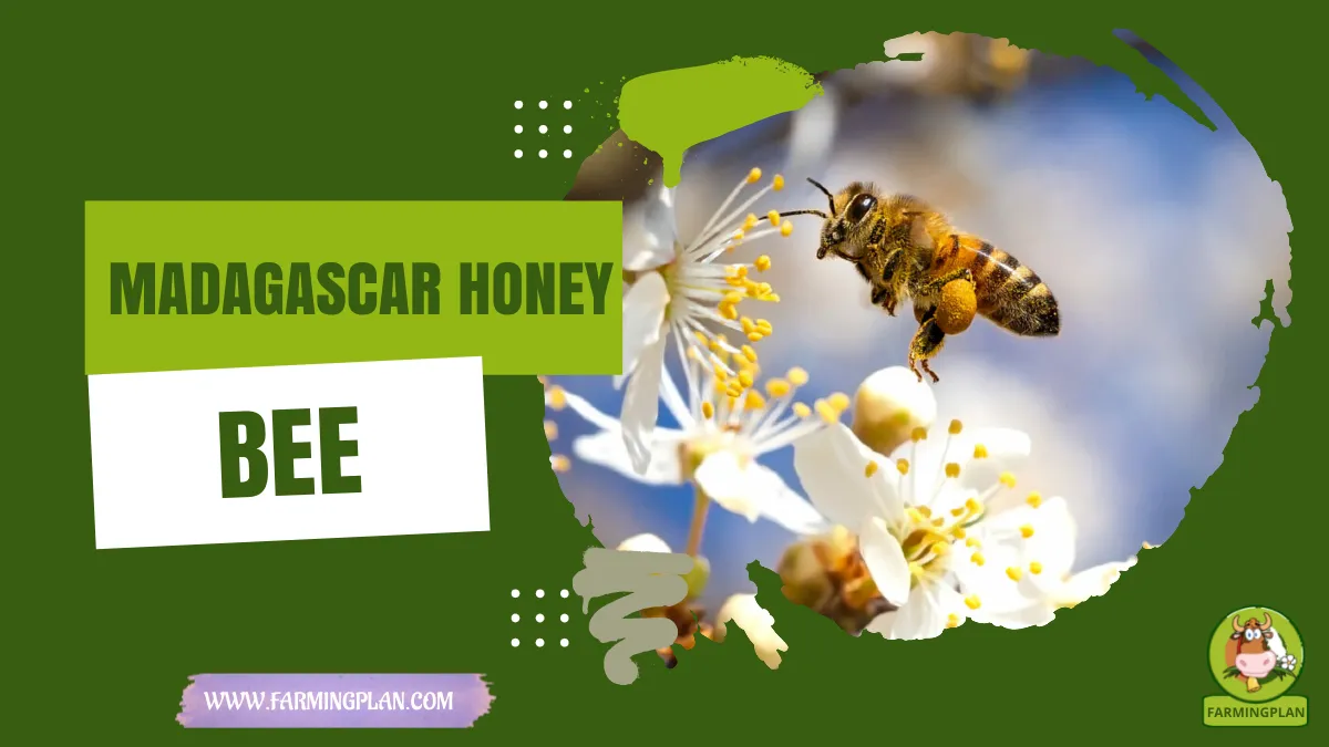 madagascar honey bee
