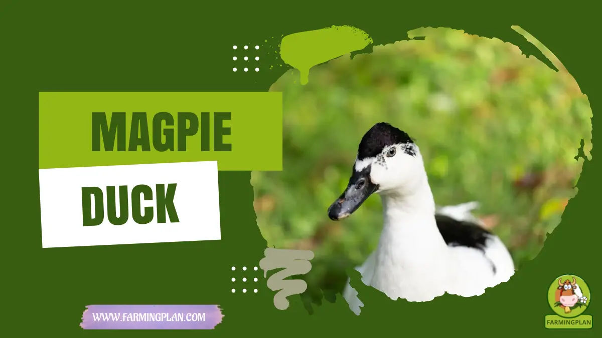 magpie duck