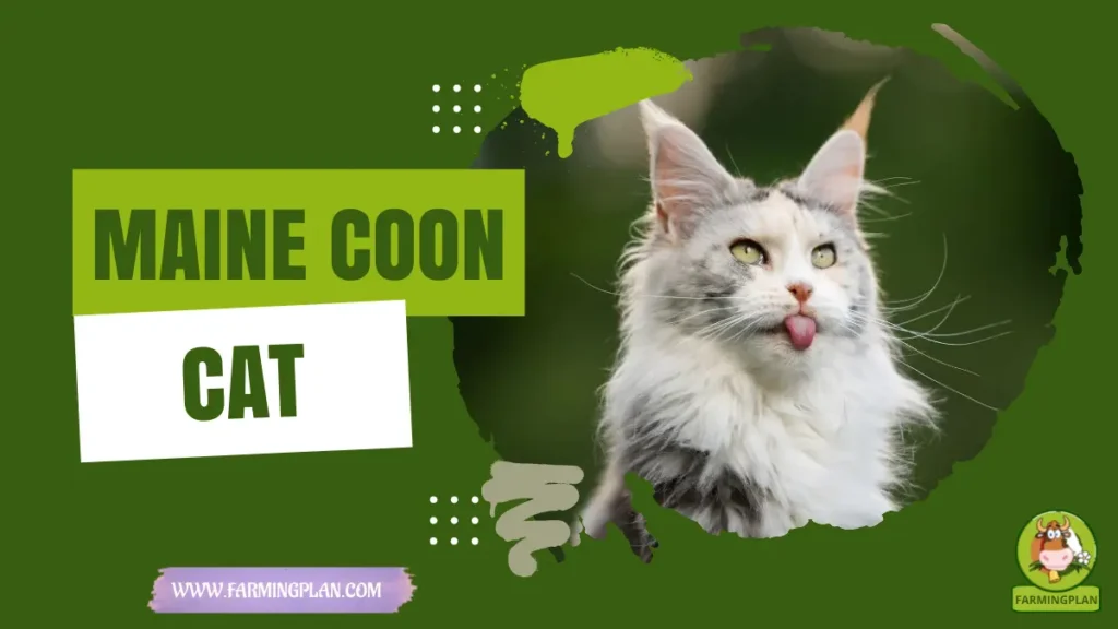 Maine Coon Cat
