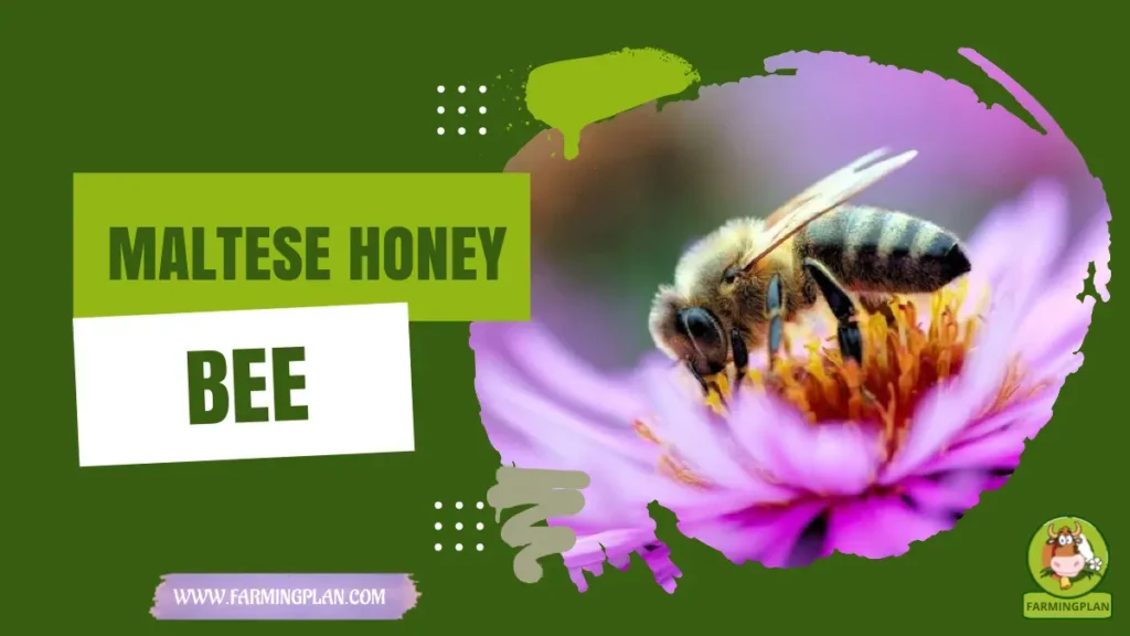 Maltese Honey Bee
