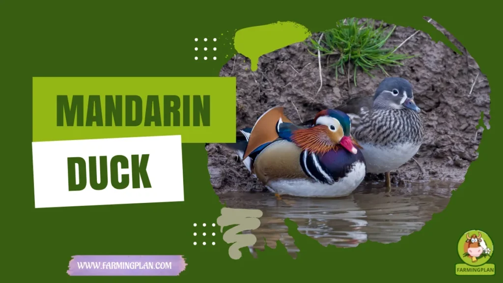 mandarin duck