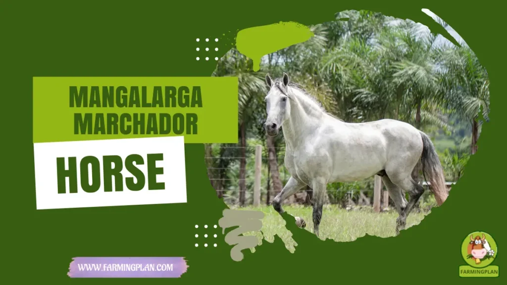Mangalarga Marchador Horse