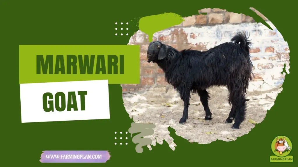 Marwari Goat