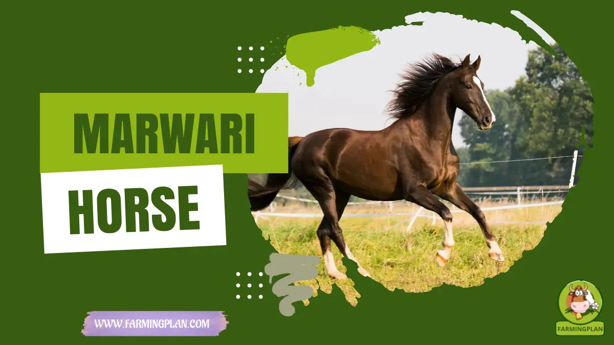 marwari horse