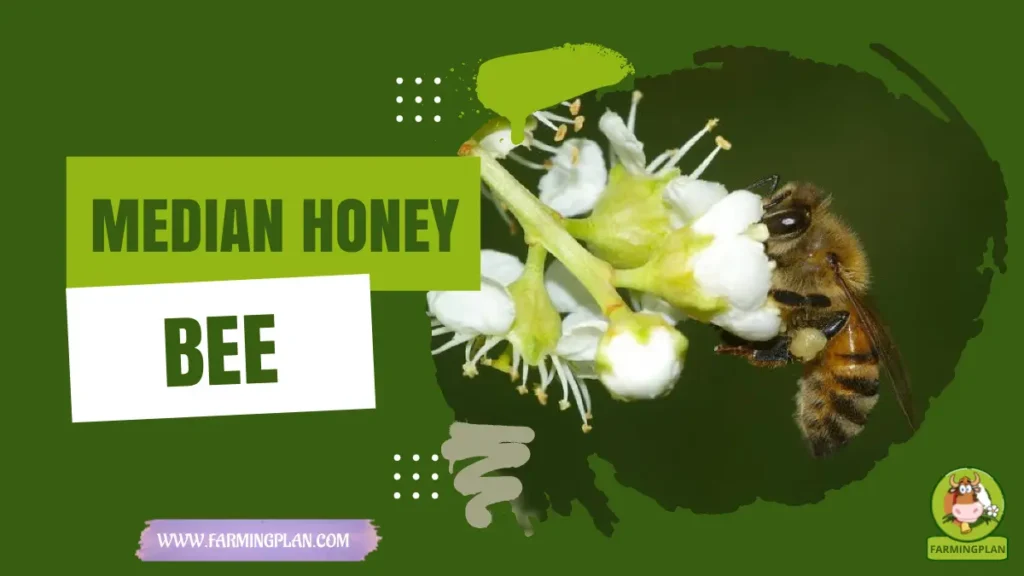 Median Honey Bee