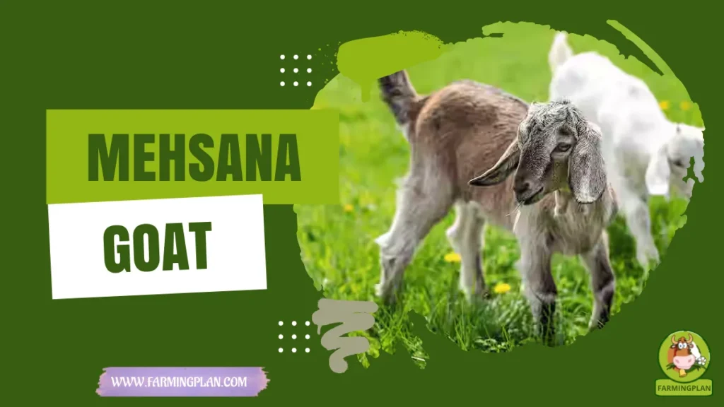 Mehsana Goat