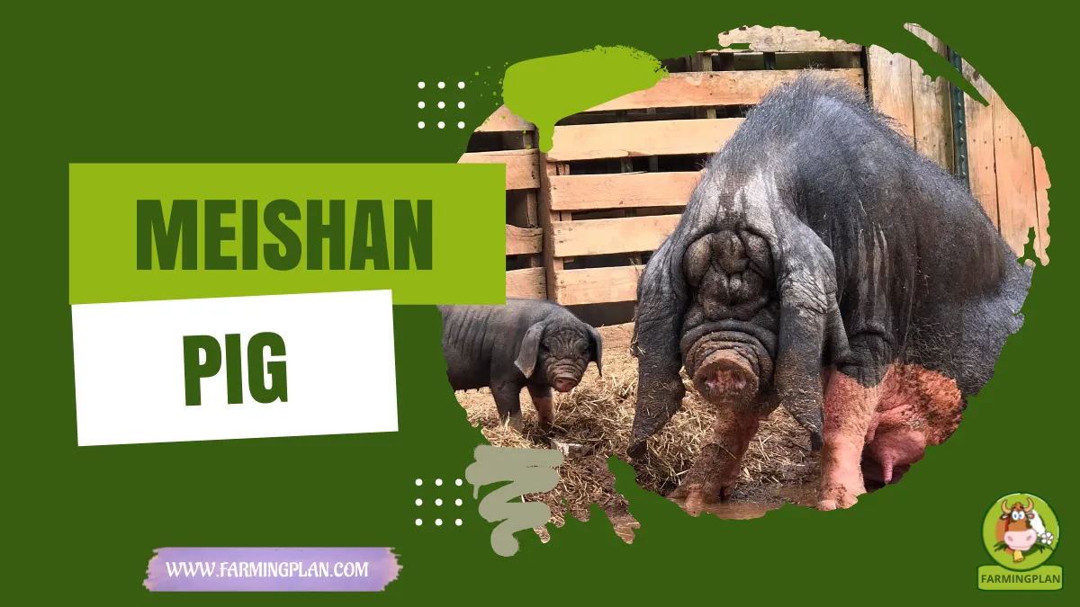 meishan pig