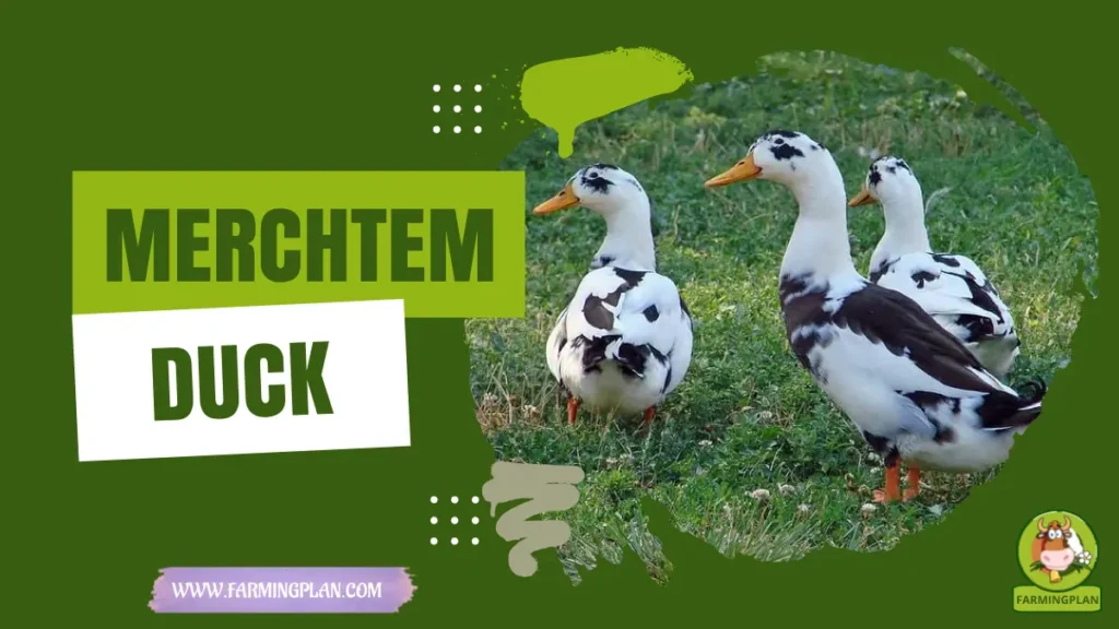 Merchtem Duck