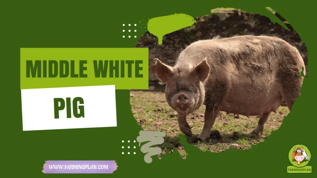 middle white pig