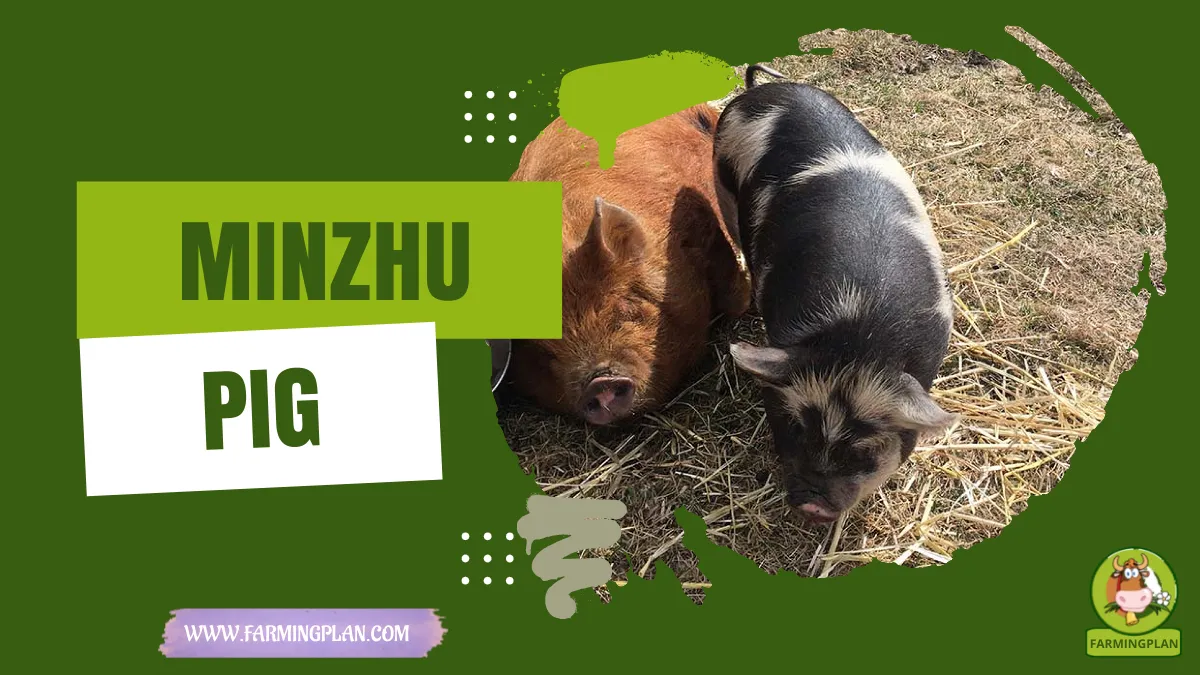 minzhu pig