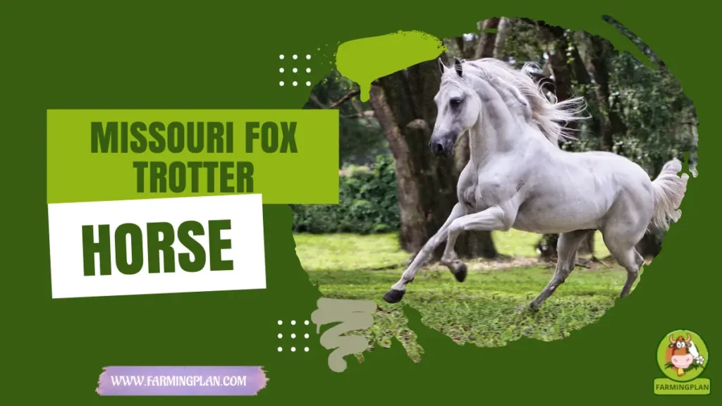 missouri fox trotter horse