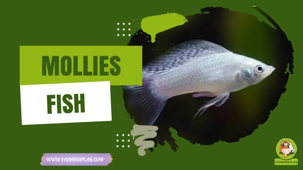 mollies fish