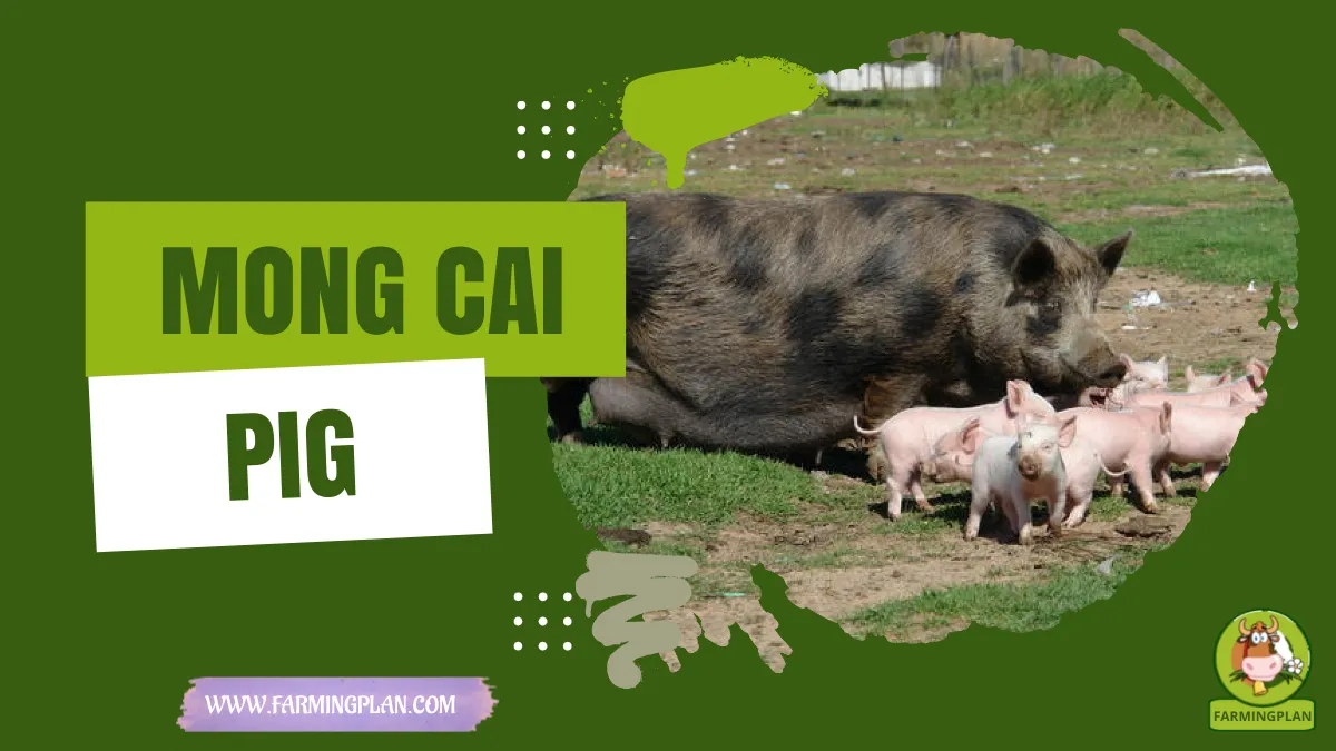 mong cai pig