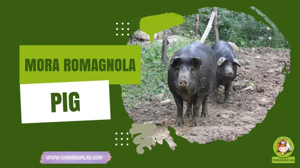 Mora Romagnola Pig