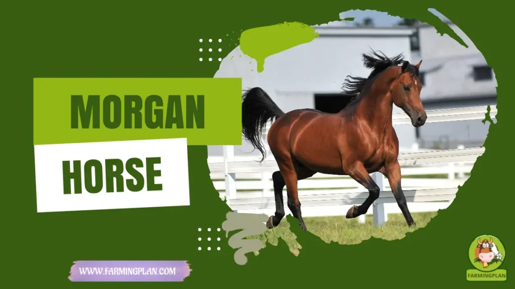 morgan horse