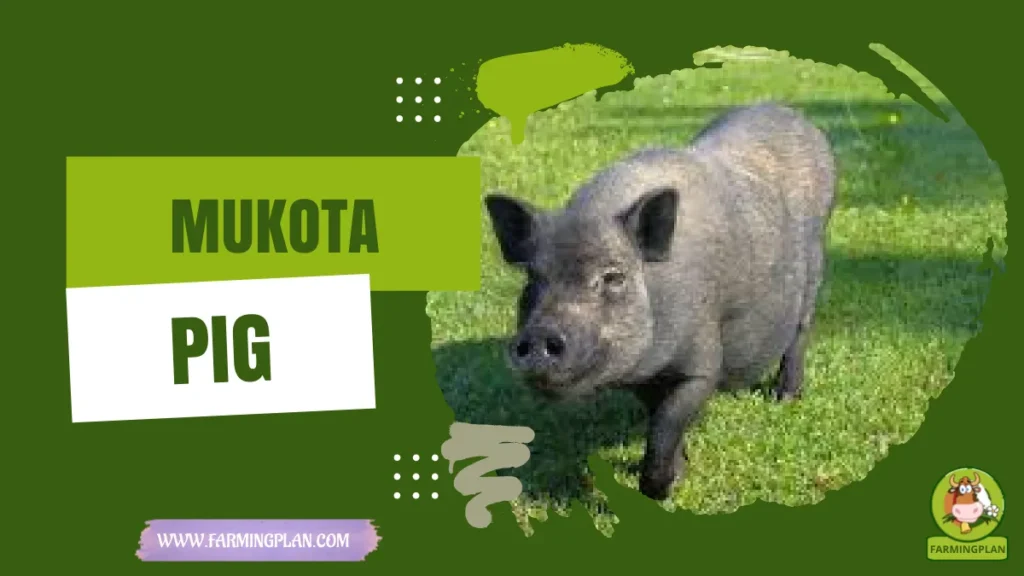 mukota pig