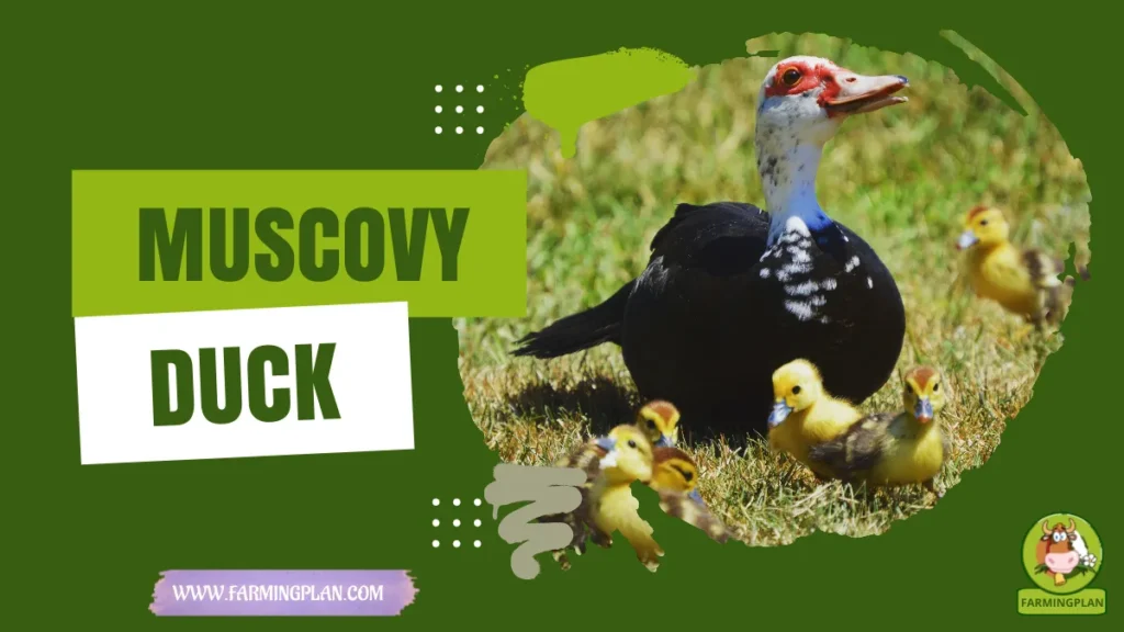 Muscovy Duck