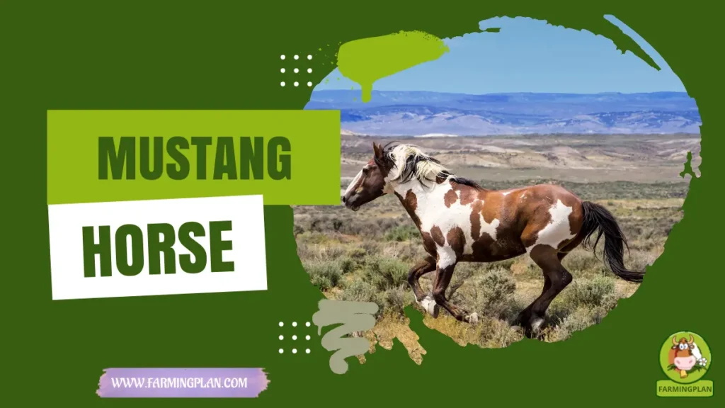 Mustang Horse