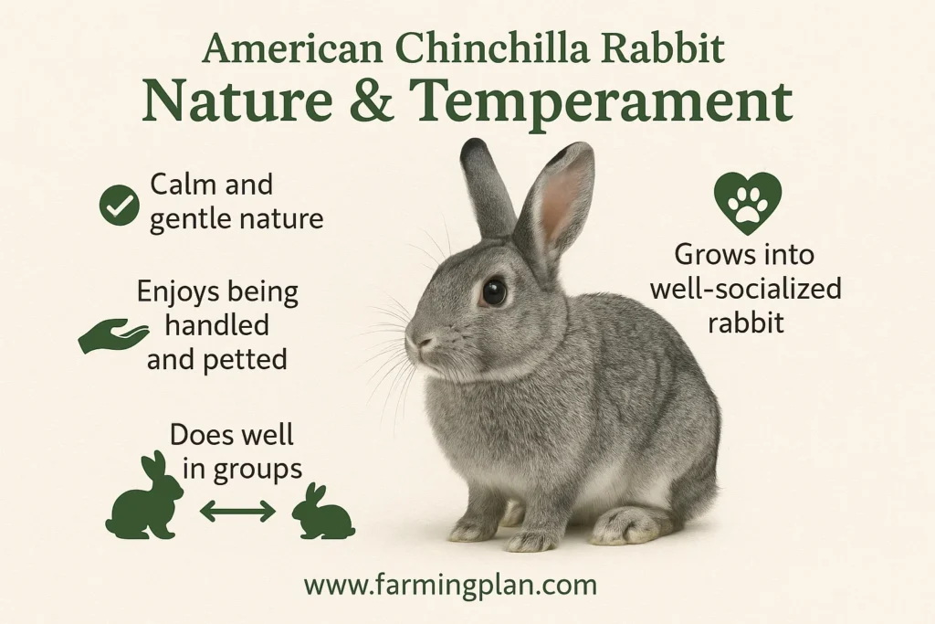nature & temperament of american chinchilla rabbit