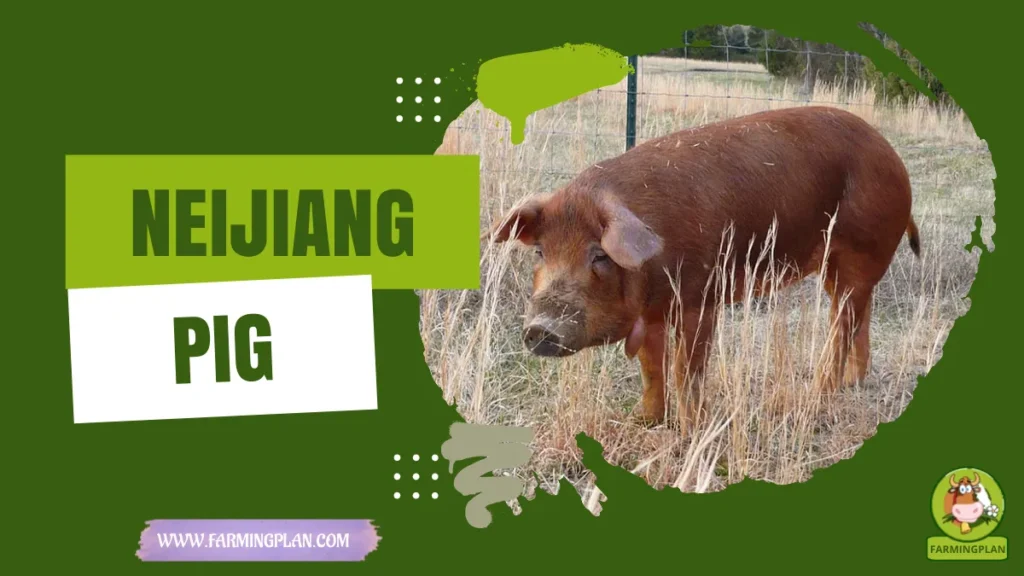 neijiang pig