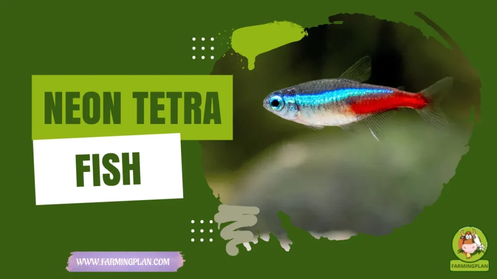 neon tetra fish