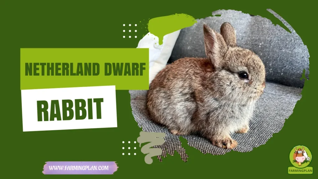 netherland dwarf rabbit
