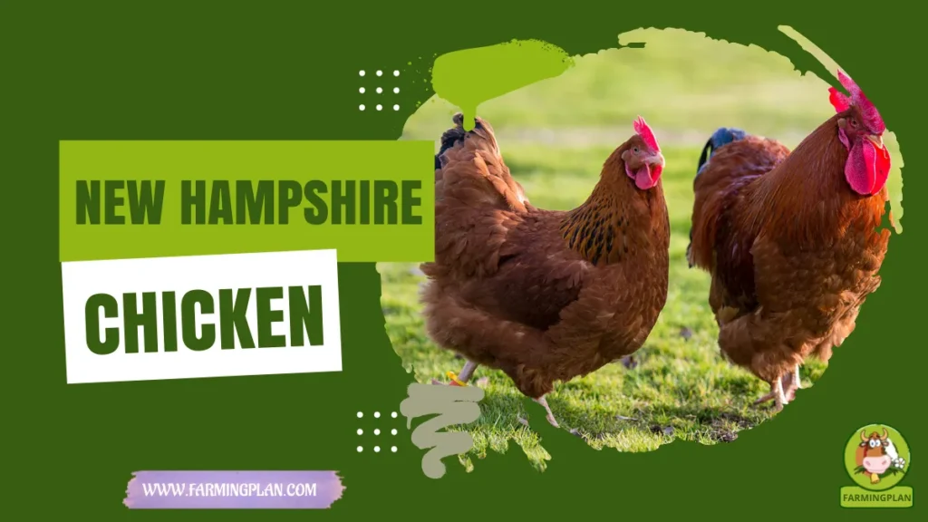 New Hampshire Chicken