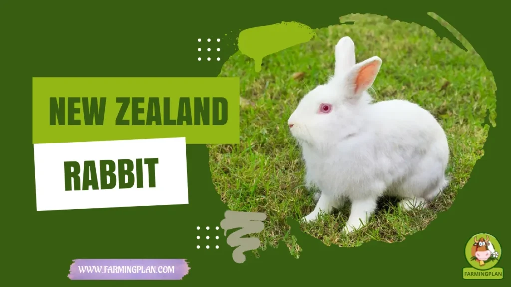 new zealand rabbit