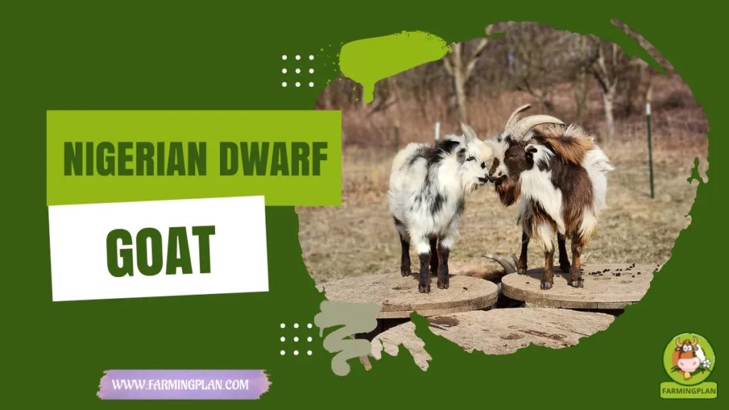 Nigerian Dwarf Goat