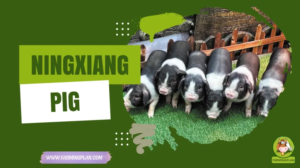 ningxiang pig