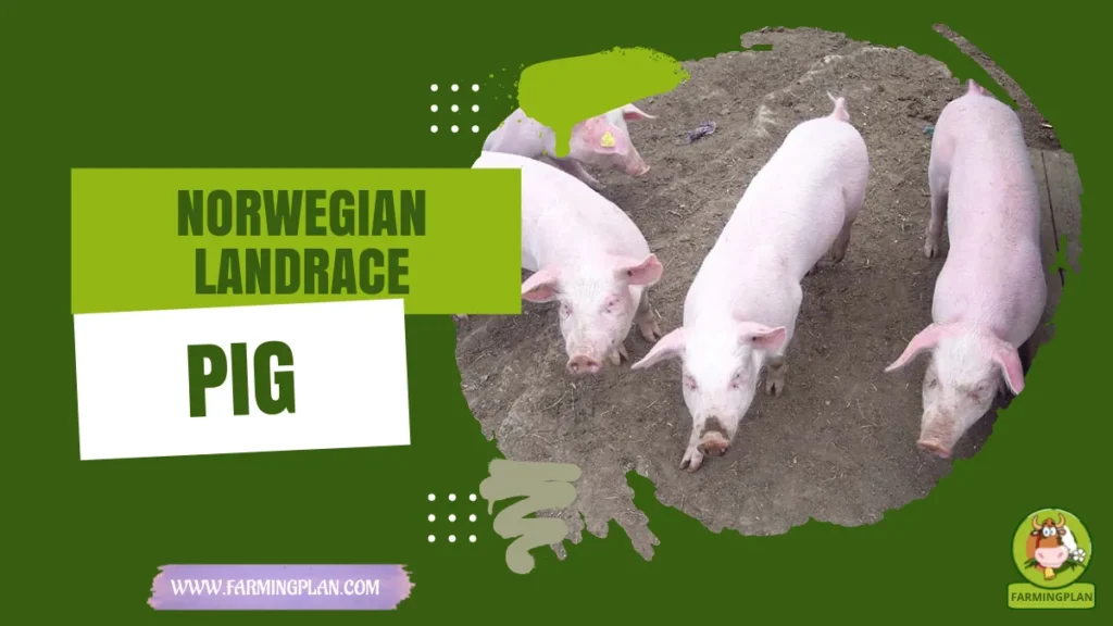norwegian landrace pig