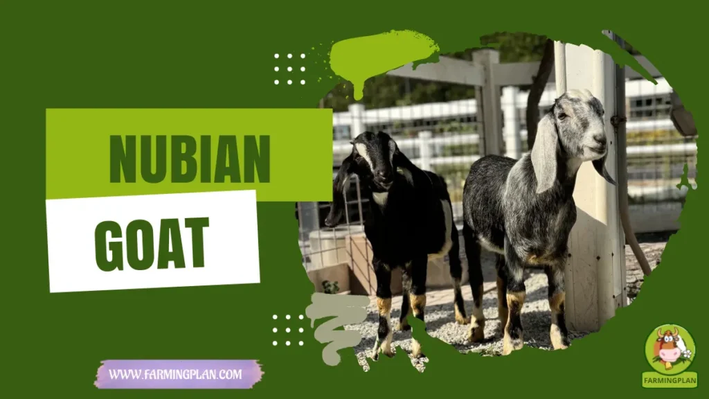 nubian goat