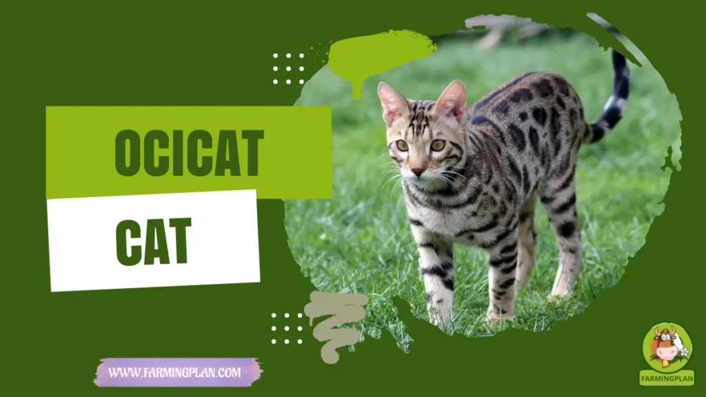 ocicat cat