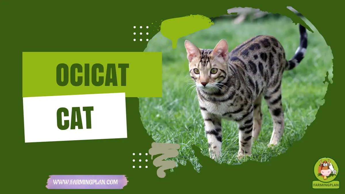ocicat cat