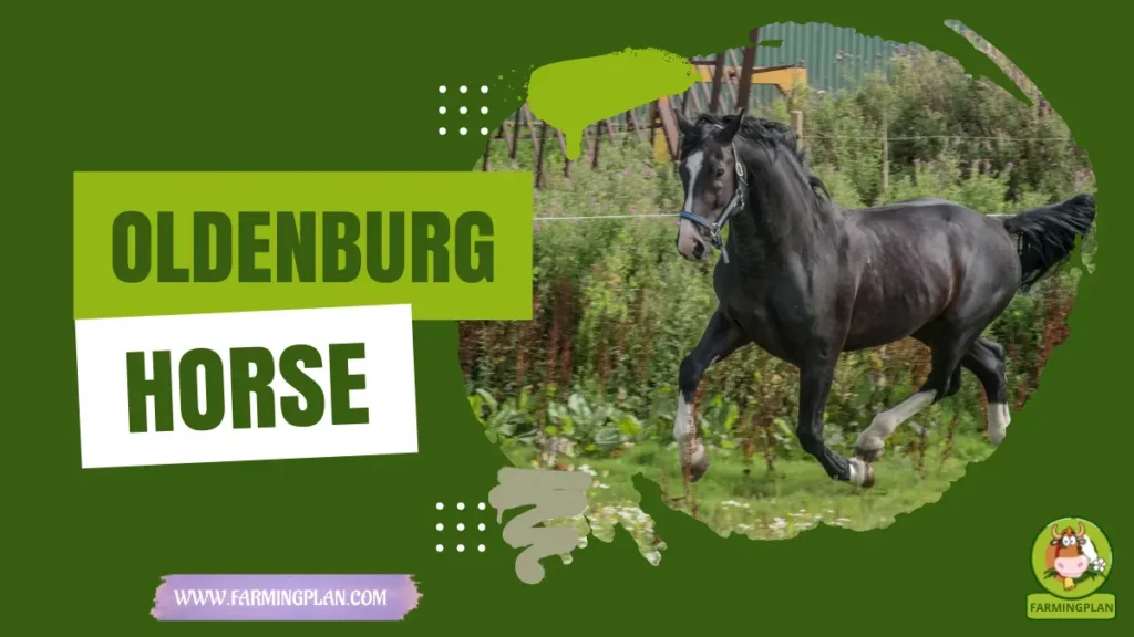 Oldenburg Horse