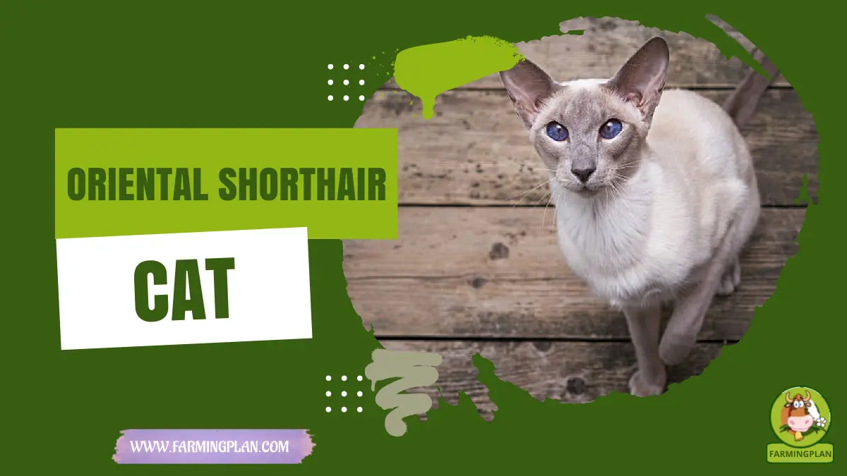 oriental shorthair cat