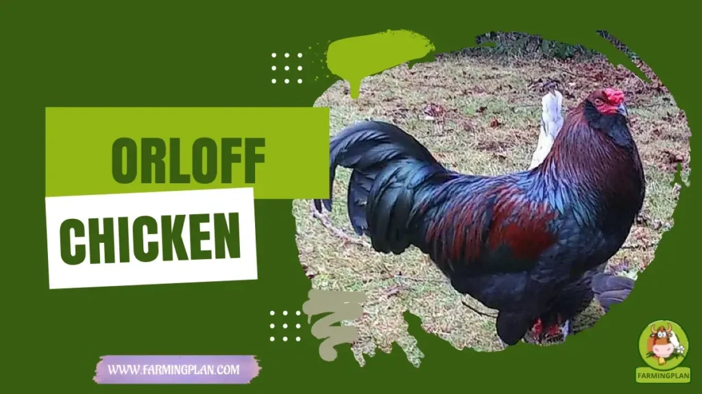 Orloff Chicken