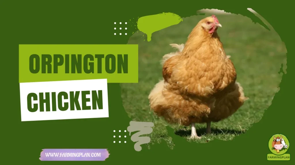 orpington chicken