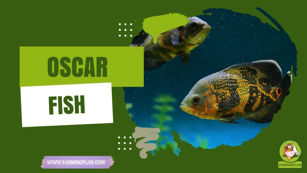 oscar fish
