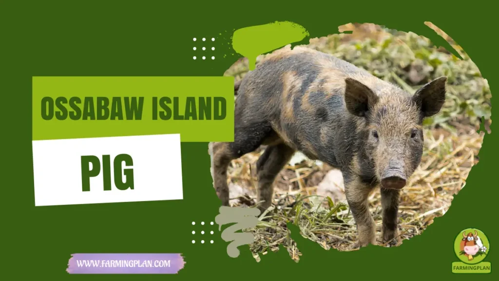 Ossabaw Island Pig