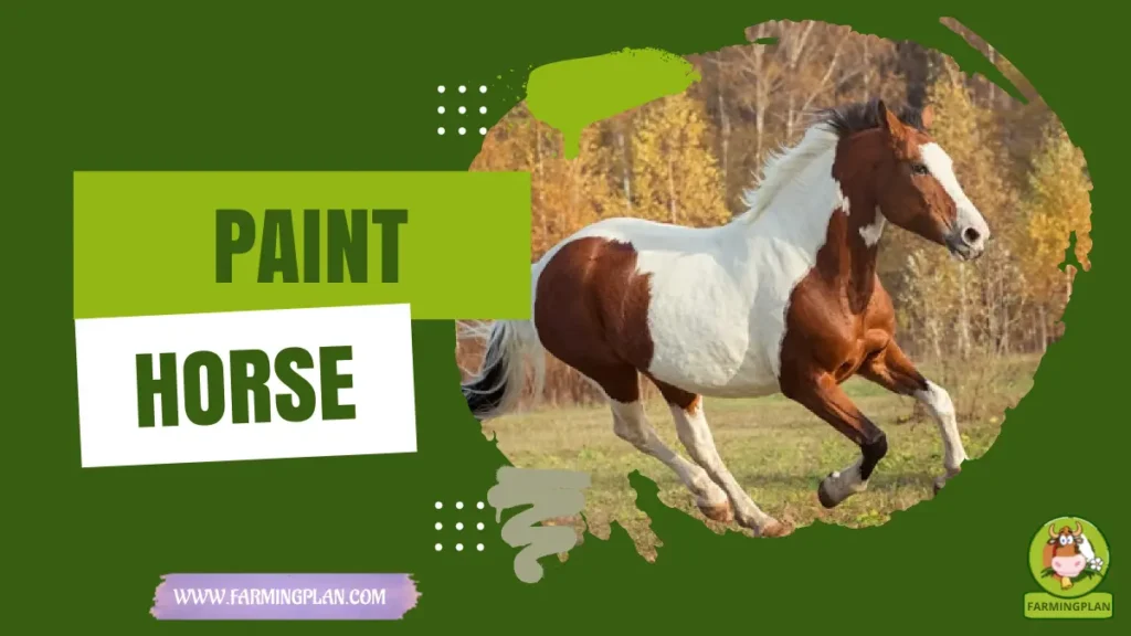 paint horse