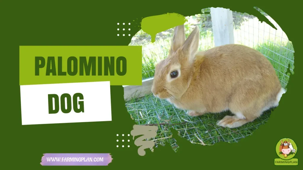 palomino rabbit