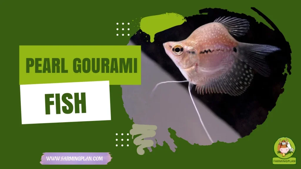 pearl gourami fish