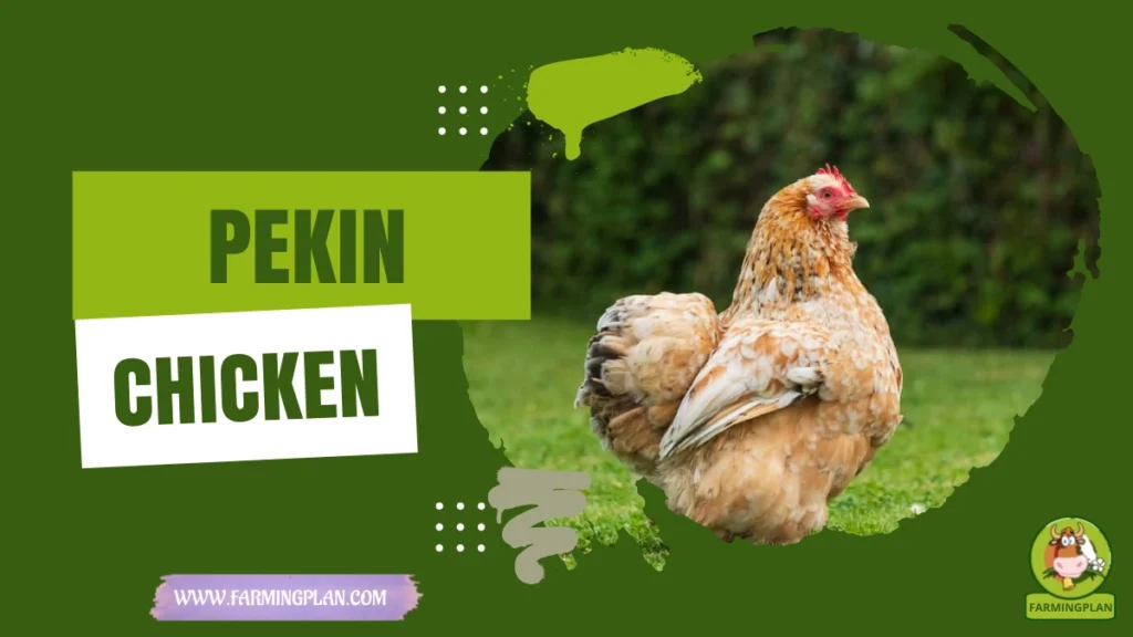 pekin chicken