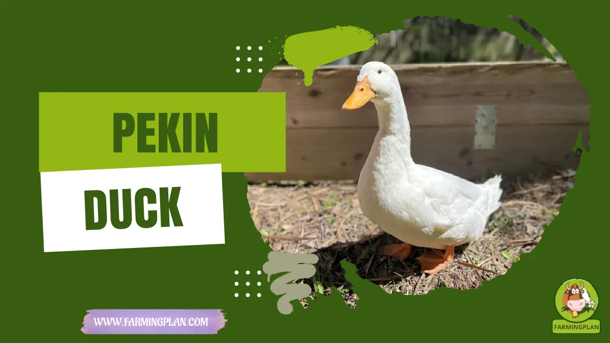 pekin duck
