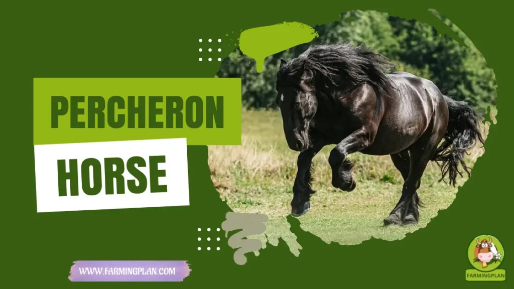 Percheron Horse