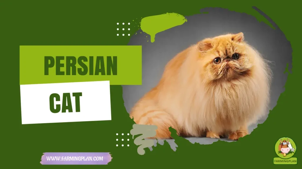 Persian Cats