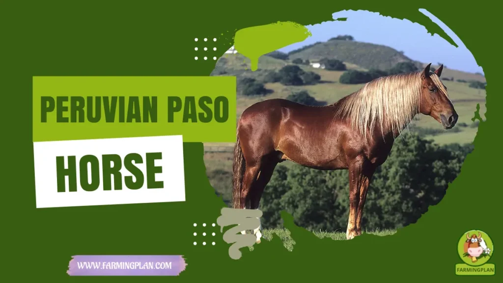 Peruvian Paso Horse