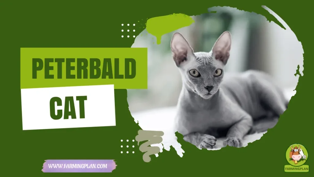 peterbald cat