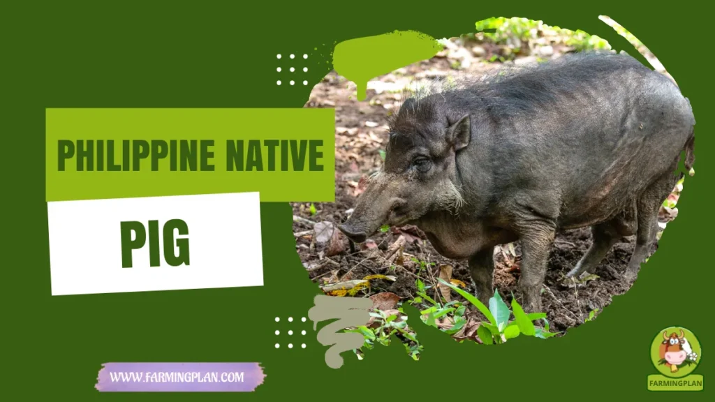 philippine native pig